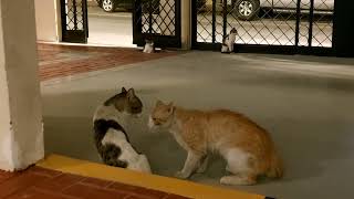 cat slow motion comedy #funny funn