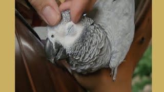 Healing with Kiki the African Grey Parrot