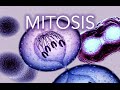Mastering Mitosis And The Cell Cycle Mechanisms