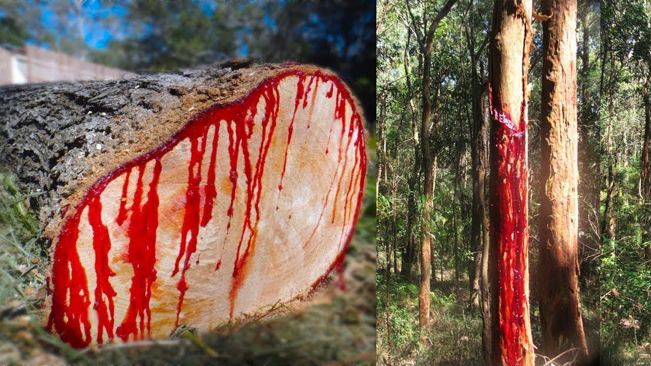 Khawvela Thingkung dangdai tak tak te !! ||