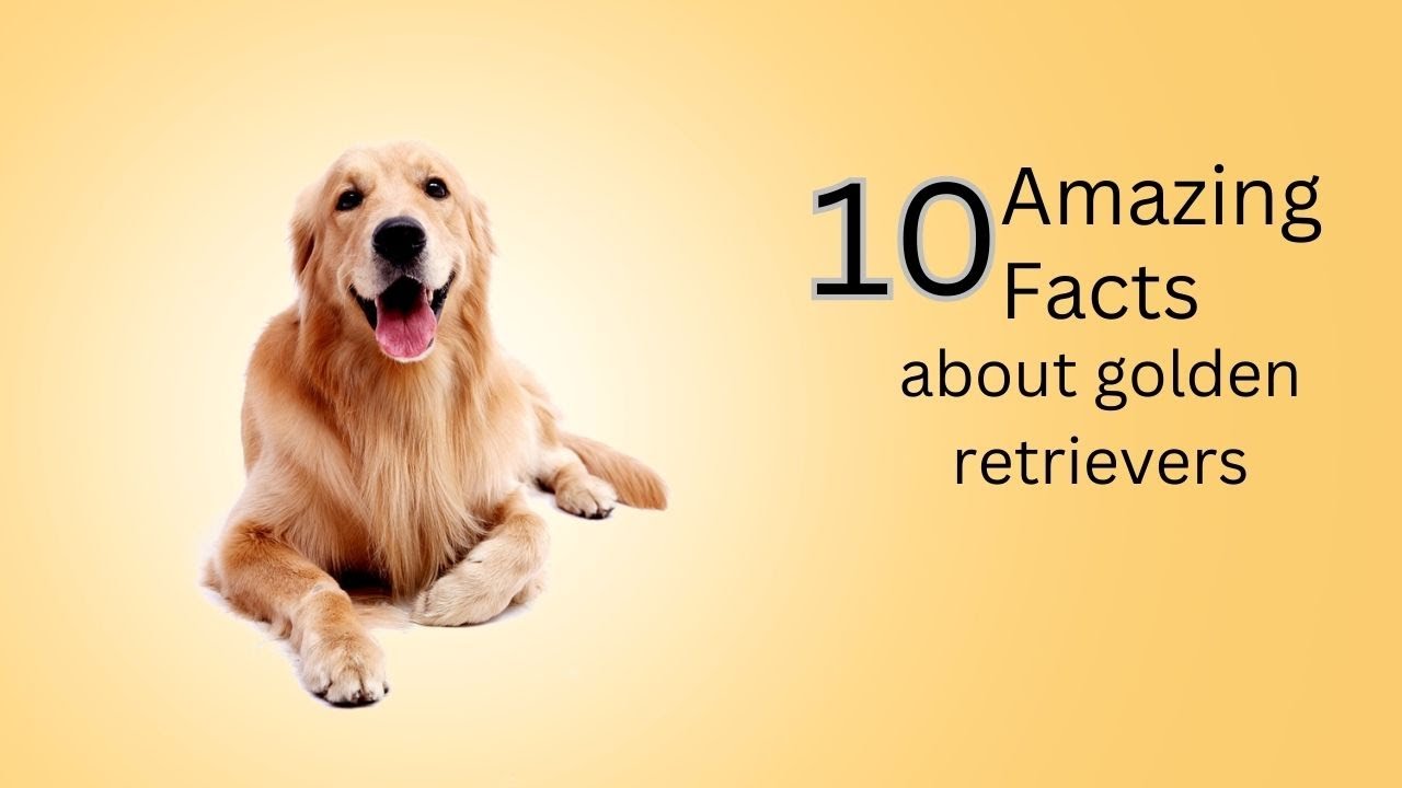 10 Cool Facts About Golden Retrievers