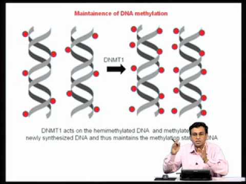 Mod-07 Lec-27 Epigenetic regulation of gene expression during ...