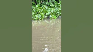 Câu hồ rô đầu vuông Huỳnh Gia