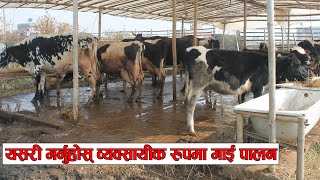 कसरी गर्ने व्यवसायी रूपमा गाईपालन ? यस्तो छ सजिलो उपाय  || cow farming business plan