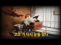 #261.&#39;코코&#39;가 다시 눈을 떴다. #닭, #고양이, #거위, #꿩