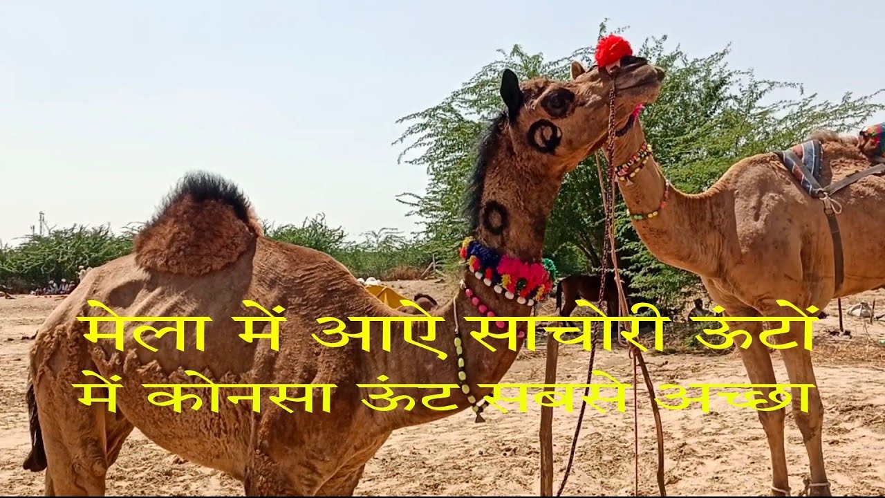 सांचोरी नंशल के खुबसूरत ऊंट ‌,         Camels of good breed in India.