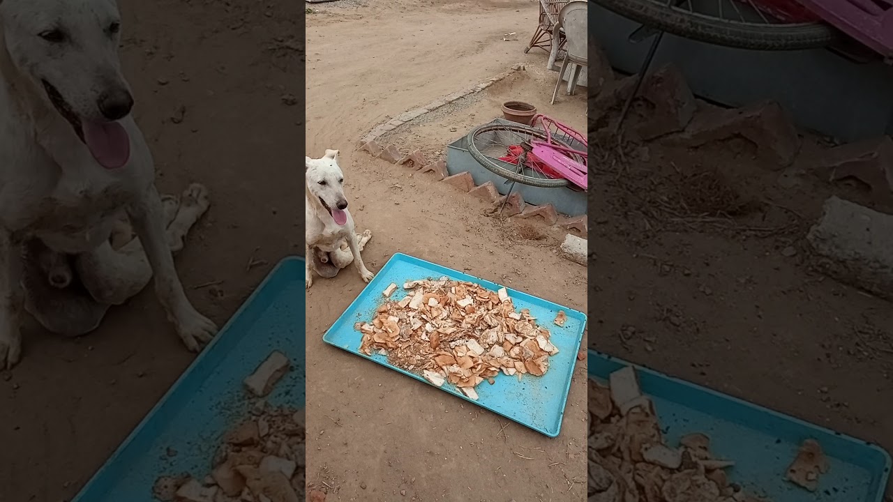 Animal Rescue & Welfare Organisation, Kapurthala | Stray Dog Care & Cows | Injured Dog & Cows