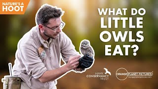 Tiny predators: What do Little Owls Eat?