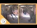Observación comportamiento caballo: Semental lusitano, peligroso comportamiento de frustración