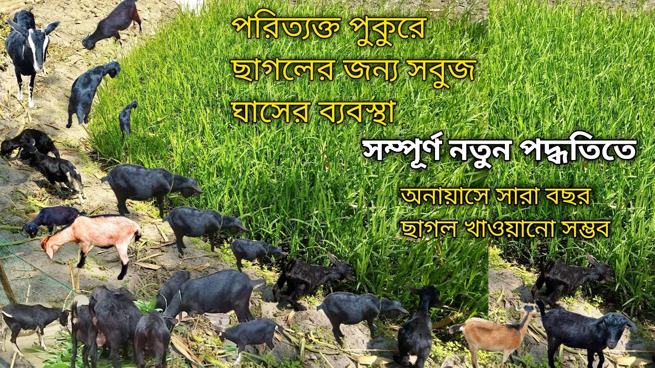 আমার খামারের ছাগল গুলোকে খাওয়ানোর জন্য নতুন প্রসেসিং তৈরি করলাম//black ...