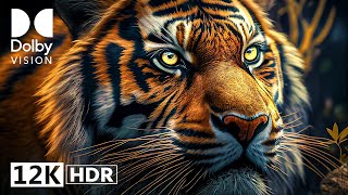 12K Hdr Wildlife Adventure (Dolby Vision™) 60Fps