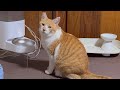お腹が空くと切ない顔してアピールする猫