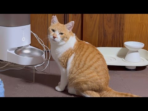 お腹が空くと切ない顔してアピールする猫