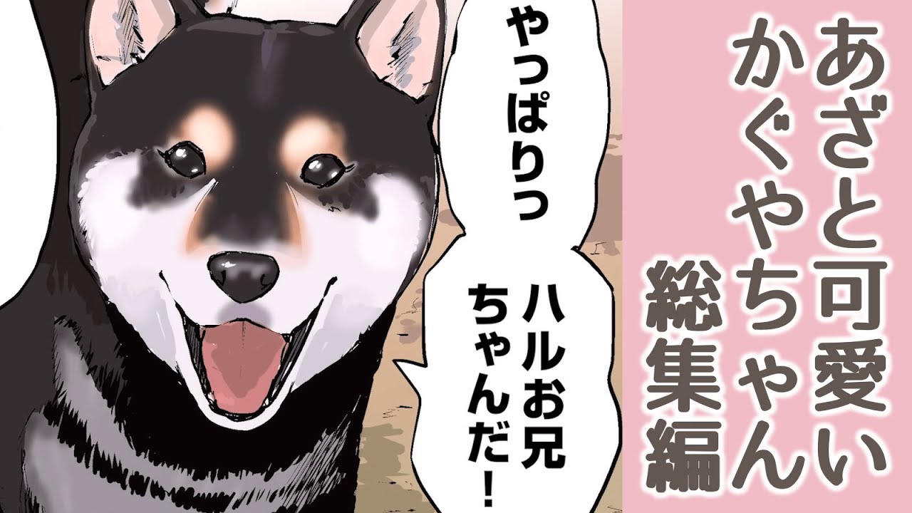 あざと可愛い黒柴かぐやちゃん 総集編【世界の終わりに柴犬と切り抜き