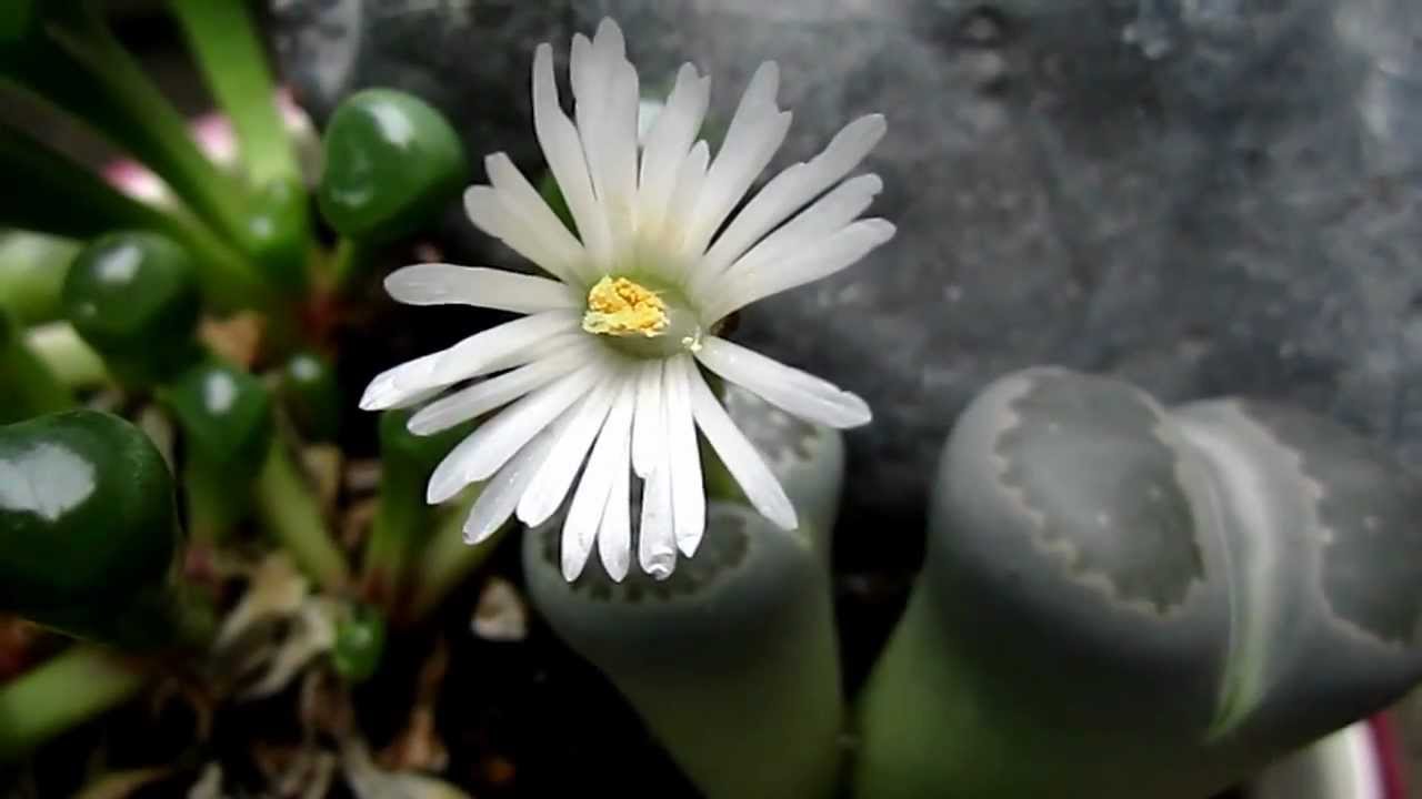 Mimicry in Nature:  Amazing Ice Plant "Living Stones" (Lithops)