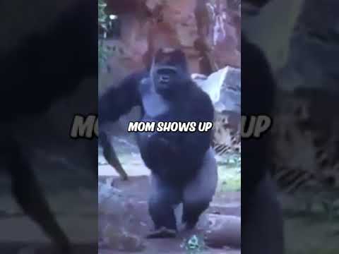 Gorilla Playfully Kidnaps His Kids 😅 #dog #dogs #pets