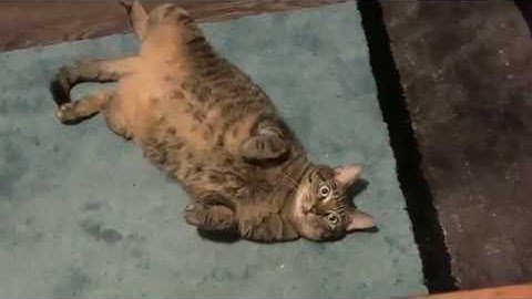 Elista Cat - Cat Weight Loss?