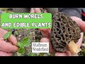 Burn morels and edible plants