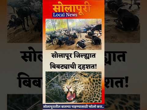 सोलापूर जिल्ह्यात बिबट्याची दहशत!पहाटे शेळ्यांना संपवल..