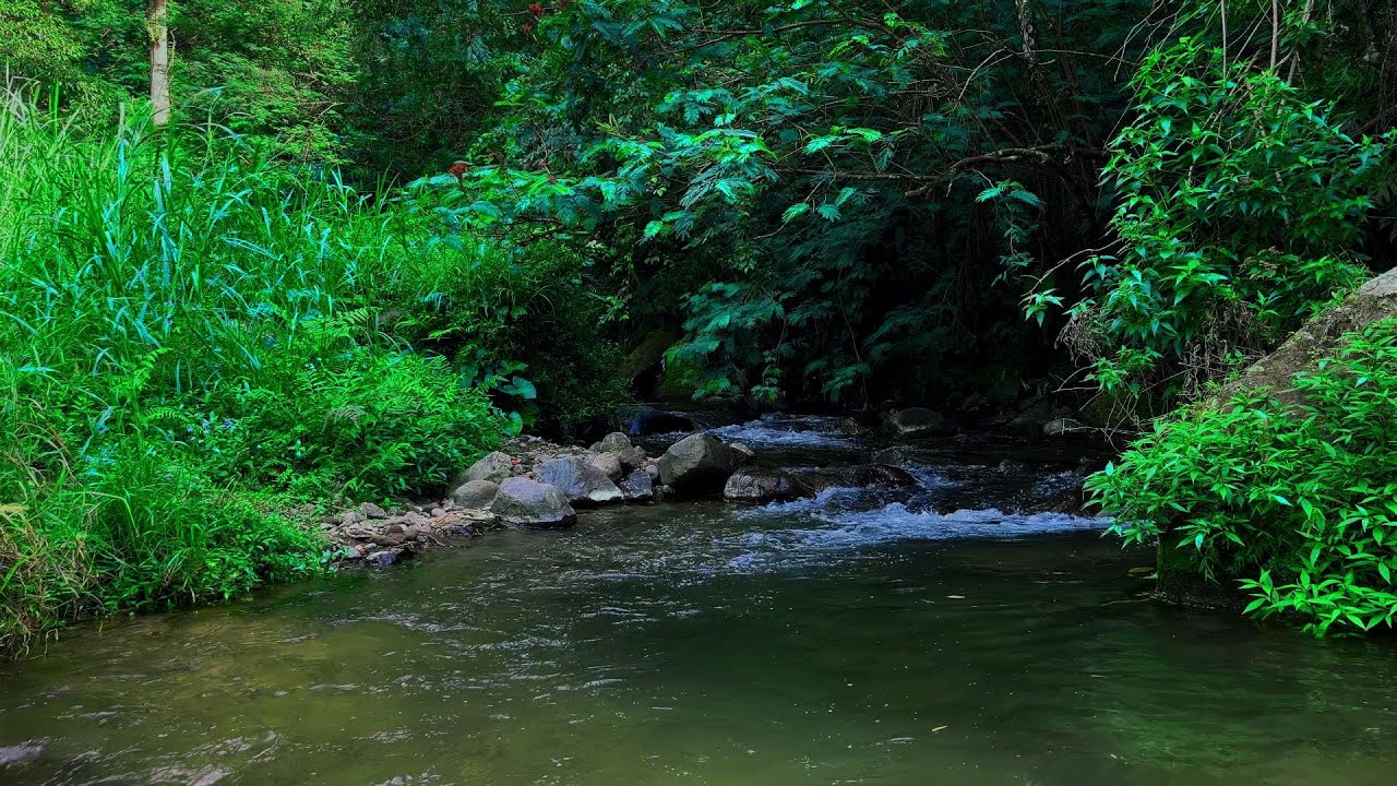 River sounds for sleeping Asmr nature sounds Stream sounds Soft water sounds Forest ambience.