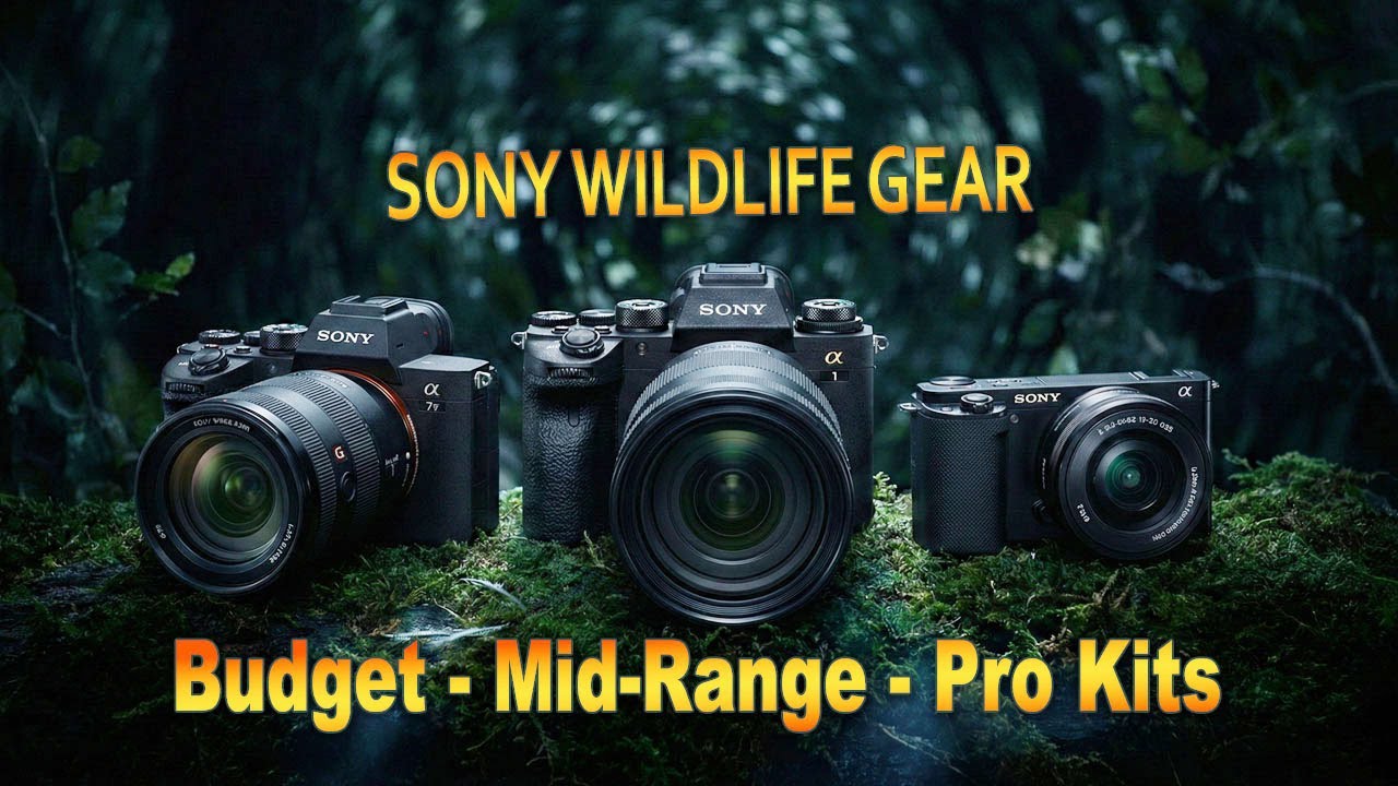 Полное руководство по фотосъемке дикой природы с помощью Sony: от бюджетного до профессионального...