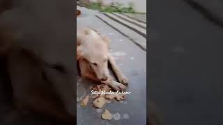 Miracles Happen #krishna #animals #dog #humanity