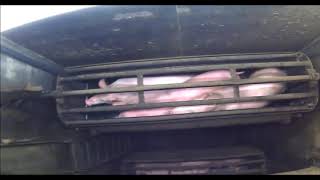 Pig Slaughter Gas Chamber Footage Graphic Where Your Bacon Comes From