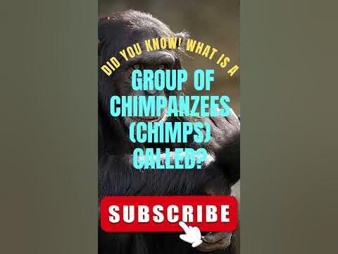 What is a Group of Chimpanzees called? #shorts #youtubeshorts #