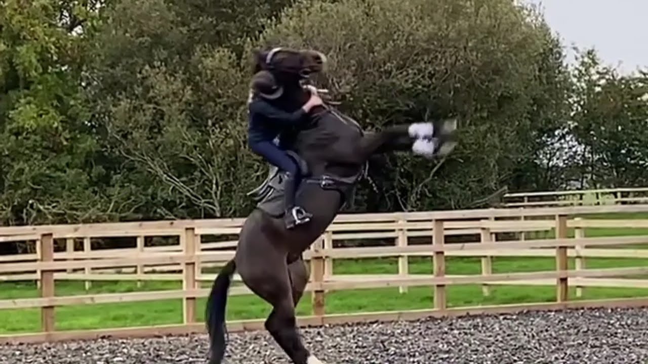 Equestrian falls, fails, outtakes! YouTube