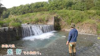 丹沢山麓から流れてくる綺麗な水にはどんな魚が？  神奈川県 秦野で小物釣り。