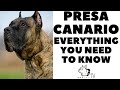 Presa Canario Dog Breed - Everyhing You Need to Know!  DogcastTV!