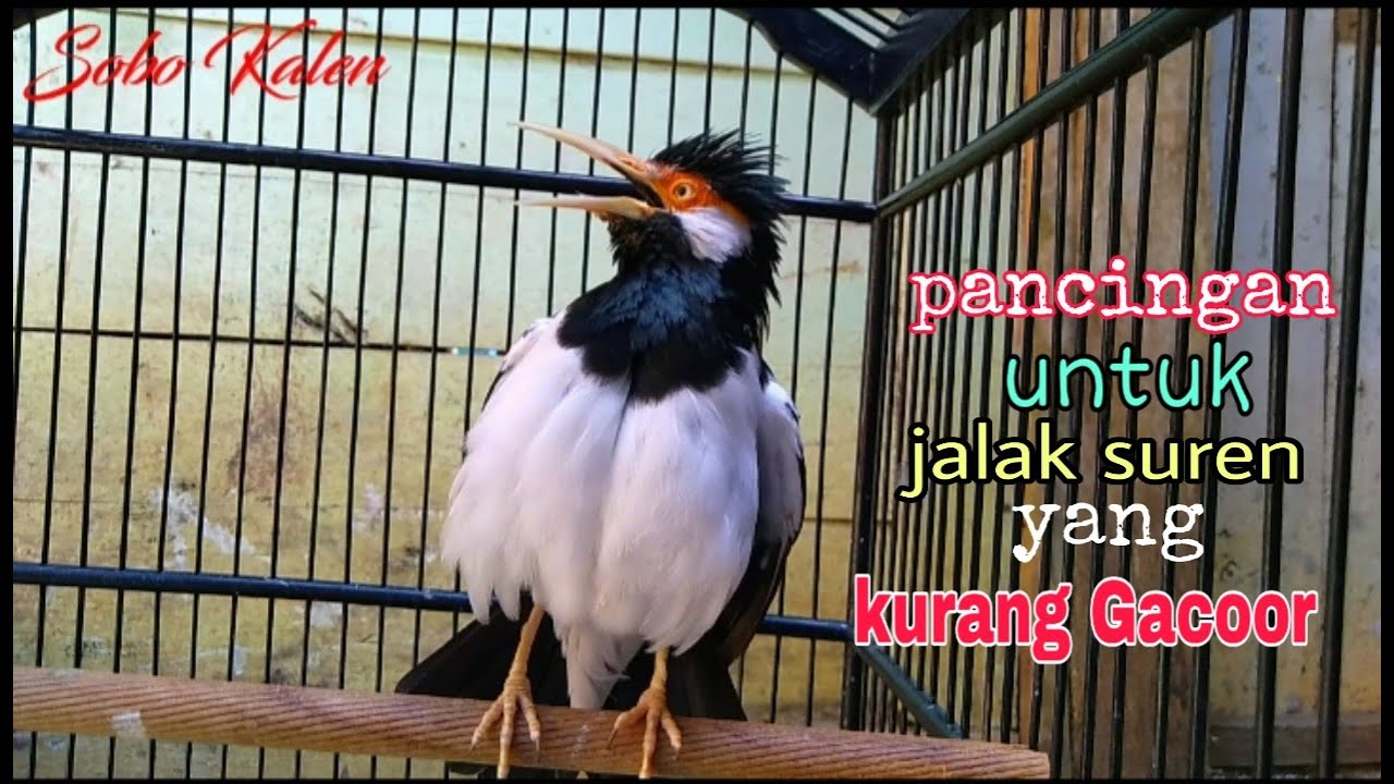 Di Jamin Jalak Suren Anda Ikut Respon Bunyi Youtube