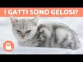 I gatti sono gelosi? : La risposta definitiva!