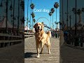 Cool dog