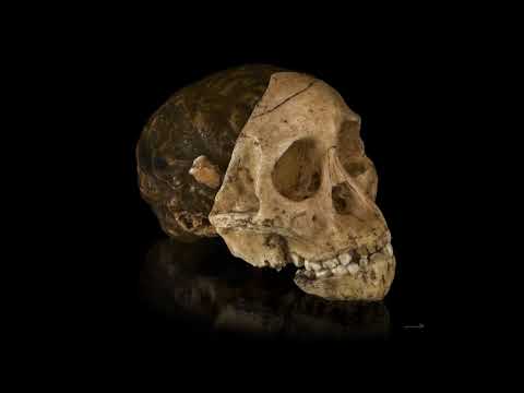 Дитина Таунг: Переписуючи походження людства