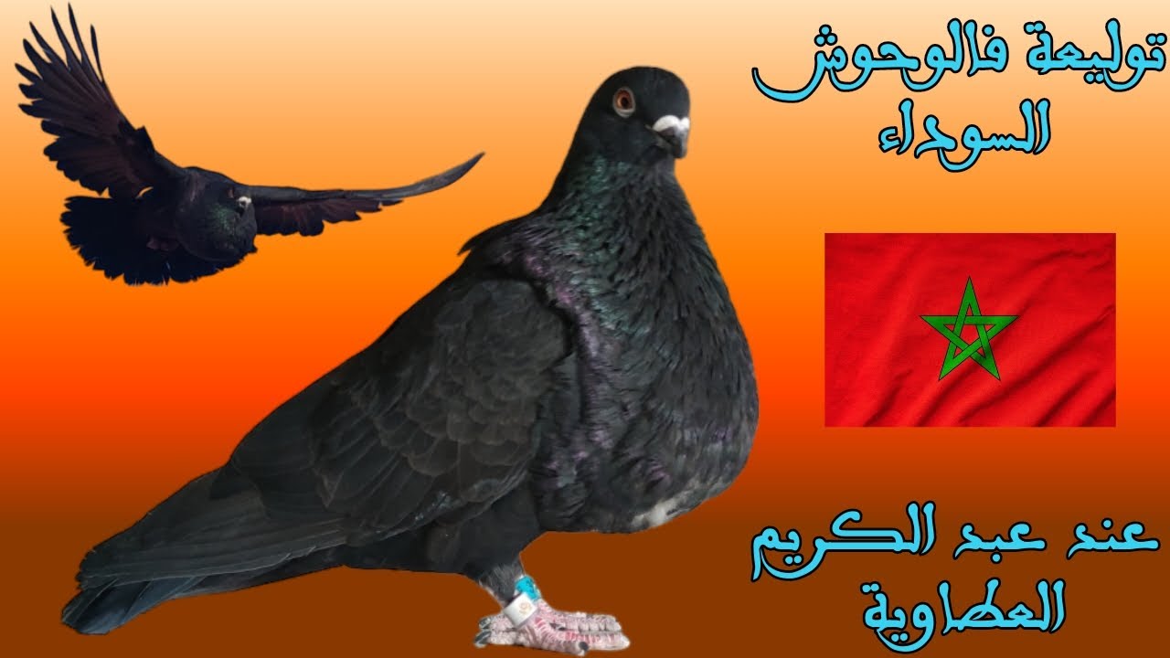 توليعة فالوحوش السوداء 🖤 عند المولوع عبد الكريم ، العطاوية ، مربي حمام السيفيانوس المغربي الأصيل 🇲🇦