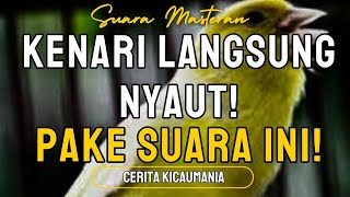 Rahasia Pancingan Kenari Biar Gacor NONSTOP ‼️ (Sudah Terbukti Ampuh)