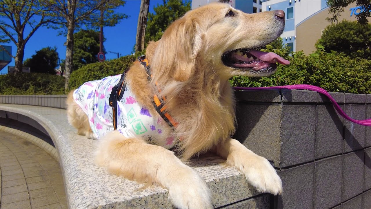 golden-retriever-rabies-vaccination-youtube