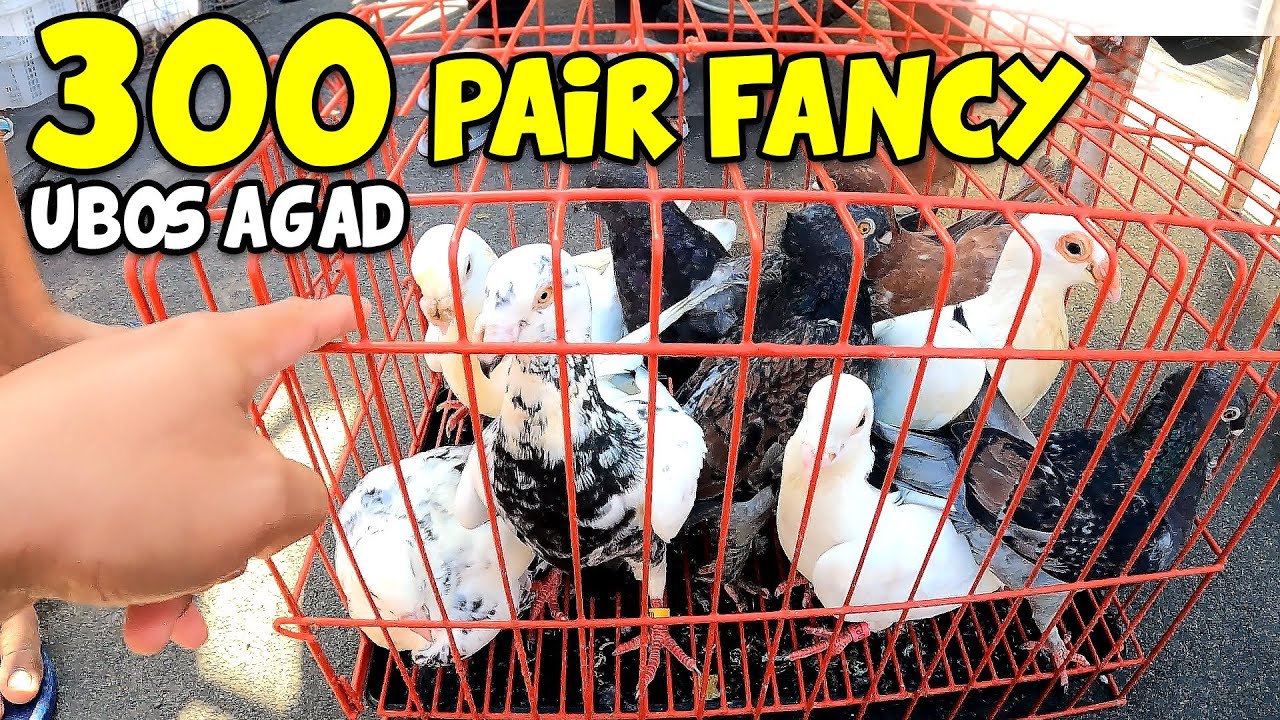 🔴BUDGET MEAL FANCY @SANCARLOS CITY🔥