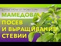 Посев и выращивание стевии.