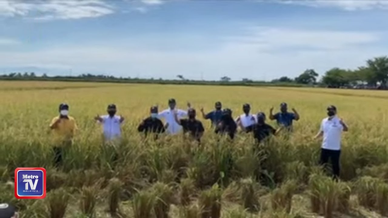 Ternak udang galah di sawah 