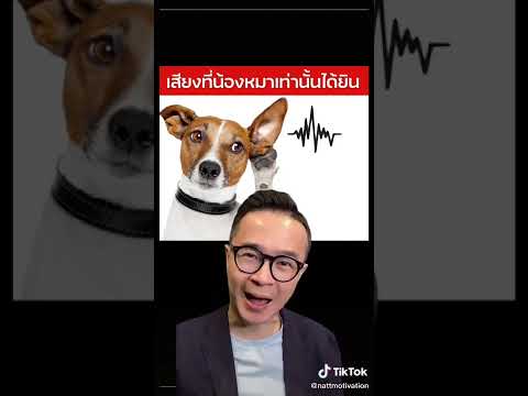 วีดีโอ: โรค Canine Cushing's