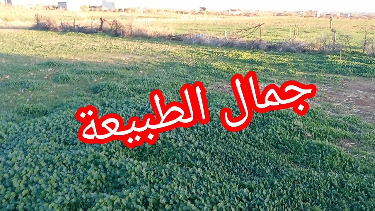 ميني فلوك في طبيعة 