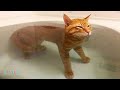 Videos De Risa de Animales - Gatos Graciosos - Perros y Gatos Chistosos 3 / Funny Cats Compilation