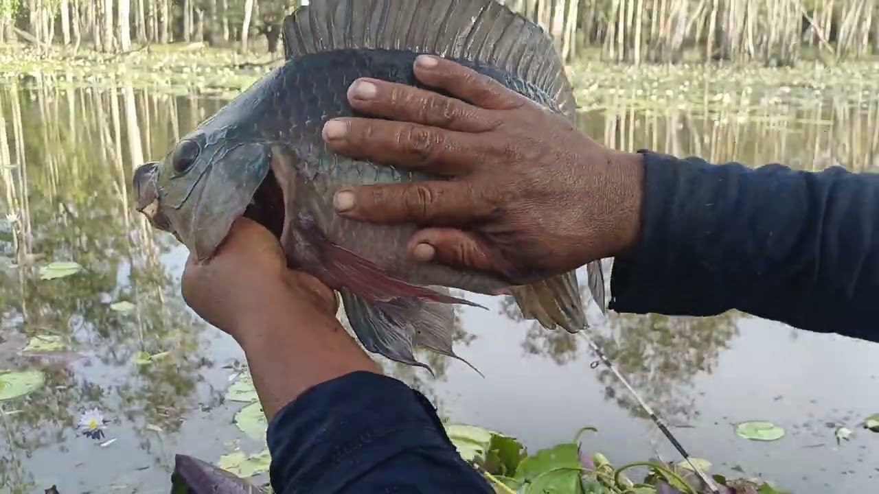 🎣MANCING TILAPIA JUMBO  RAWA  MERAUKE PAPUA🎣😍
