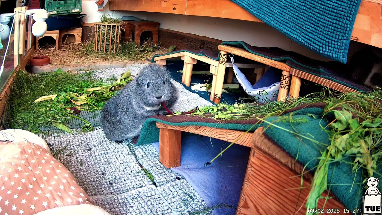 Our Guinea Pigs - Wheek 36