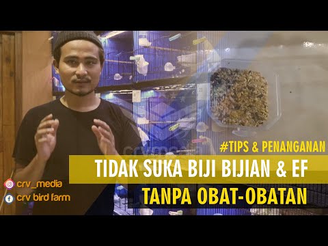 Video: Ciri Penyembuhan Chestnut Dan Biji-bijian: Cara Menggunakannya