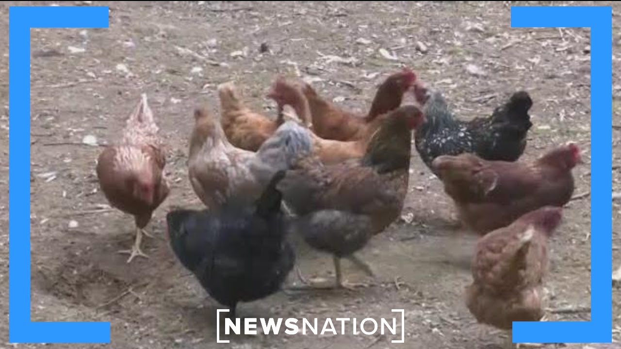 Millions of birds culled, but bird flu persists. Is there a better fix ...