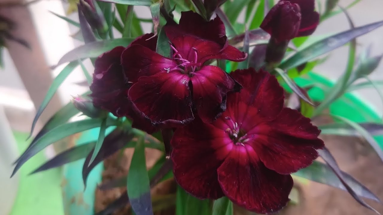 Best Momos place in Bhubaneswar ☺️ Balcony me plants lagaye Weekend