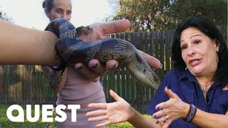 Terrified Family Call Snake Catchers Over Harmless Lizard | Snake Catcher
Subscribe to Quest TV for more great clips: https://bit.ly/3Womgne
From Snake Catcher: Season 1 - Episode 4
Fearless snake catcher Julia decides to buy a pet tarantula to conquer her extreme spider phobia after rescuing a harmless blue-tongue lizard. #SnakeCatcher #Quest
π¬π§ Catch full episodes of your favourite Quest shows on discovery+: https://bit.ly/41DFZTB
Follow Quest on X: https://x.com/QuestTVββ
π Watch Quest on Freeview 17, Freely 18, SkyQ and Sky+ 140, Sky Glass & Stream 140, Sky Scotland 141, Sky ROI 140, Sky Glass & Stream ROI 145, Virgin Media 128, Virgin Media Scotland 137. Terrified Family Call Snake Catchers Over Harmless Lizard | Snake Catcher